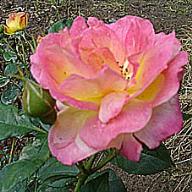 Rose Firlefanz Foto Vierl&auml;nader Rosenhof