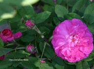 Moosrose Fornarina Foto Christine Meile