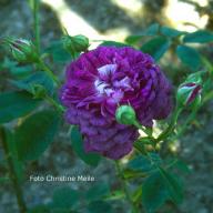 Rose Frederic II de Prusse Foto Christine  Meile
