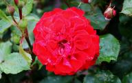 Rose Gaby Foto R&ouml;sch