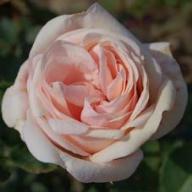 Gertrud-Kolmar-Rose Foto Vierl&auml;nder Rosenhof