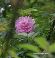 Geschwinds Nordlandrose I Foto Christine  Meile