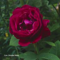 Rose Gloire de Ducher Foto Christine Meile