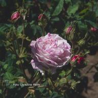Rose Grande Renoncule Foto Christine Meile