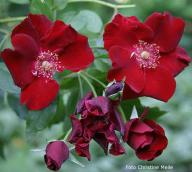 Rose Graves de Vayres Foto Christine Meile