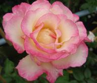 Rose H&auml;ndel Foto Brandt