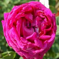 Rose Henry Nevard Foto Vierl&auml;nder Rosenhof