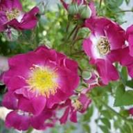 Rose Hiawatha Foto Vierl&auml;nder Rosenhof