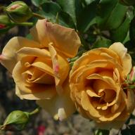 Rose Honey Dijon Foto Vierl&auml;nder Rosenhof