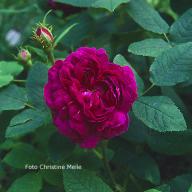 Rose Indigo Foto Christine Meile