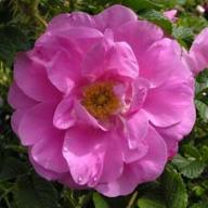 Rose Jens Munk Foto Vierl&auml;nder