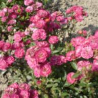 Rose Jet Flame Foto Vierl&auml;nder Rosenhof