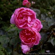 Rose John Clare Foto Christine Meile