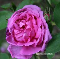 Rose Jules Margottin Foto CHristine Meile