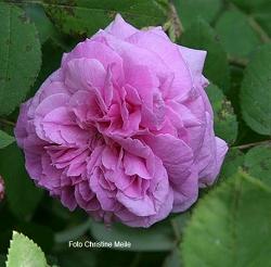 Moosrose Julie de Mersan Foto Christine Meile