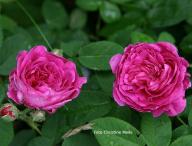 Rose Kean Foto Christine Meile