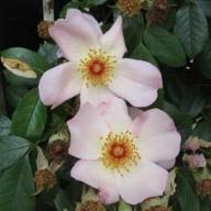 Rose Keith Maughan Foto Vierl&auml;nder Rosenhof