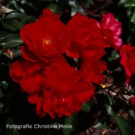 Rose Kronjuwel Foto Christine Meile