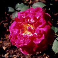 Rose La Plus Belle des Ponctuees Foto Christine Meile