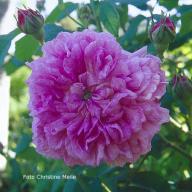 Rose Le Grand Sultan Foto Christine Meile