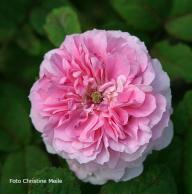 Rose Le Rire niais Foto Christine Meile