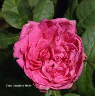 Rose Les Saisons d`Italie Foto Christine Meile