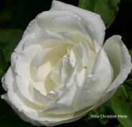 Rose Louise Crette Foto Christine Meile
