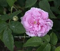 Rose Lustre d`Eglise Foto Christine Meile