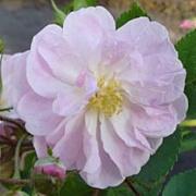 Rose Narrow Water Foto Vierl&auml;nder Rosenhof
