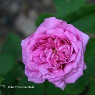 Rose Nestor Foto CHristine Meile
