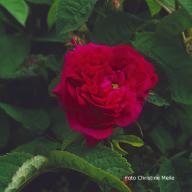 Rose Nuveau Rouge Foto Christine Meile