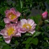 Rose Nozomi`s Child Foto Vierl&auml;nder Rosenhof
