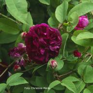 Rose Ombre Parfaite Foto Christine Meile