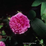 Rose Ornement de la Nature Foto Christine  Meile