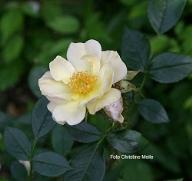 Moosrose Paintbrush Foto Christine Meile