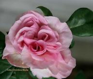 Rose Papillon Nabonnand Foto CHristine Meile