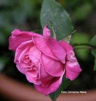 Rose Papillon Dubourg Foto Christine Meile