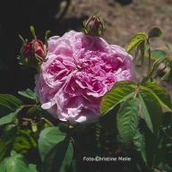 Rose Paquita Foto Christine Meile