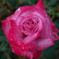 Rose Paradise Foto Vierl&auml;nder Rosenhof