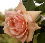 Rose Paul Lede Climbing  Foto Vierl&auml;nder Rosenhof