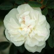 Rose Paula Vapelle Foto Vierl&auml;nder Rosenhof