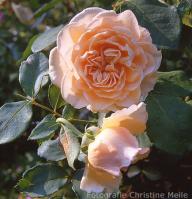 Rose Pegasus (Austin) Foto Christine Meile