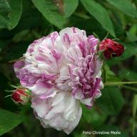 Rose Pepita Foto Christine Meile