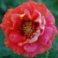 Rose Persian Sunset Foto Vierl&auml;nder Rosenhof