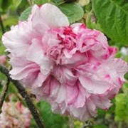 Rose Pink Leda Foto Vierl&auml;nder Rosenhof