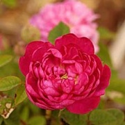 Rose Pompon de Bourgogne Foto Vierl&auml;nder Rosenhof