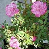 Rose Pompon de Paris Foto Vierl&auml;nder Rosenhof