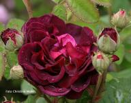 Rose Pourpre Charmant Foto Meile
