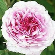 Rose President de Seze Foto Vierl&auml;nder Rosenhof