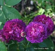 Rose Prince Frederic Foto Christine Meile